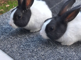 Dutch rabbits