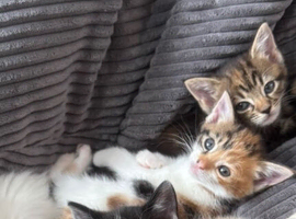 Kittens for sale