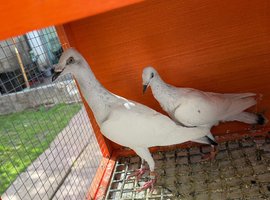 Polish Srebrniak Highflyer Pigeons