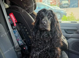 KC Show cocker spaniel