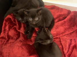 All black tabby kittens