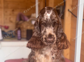Show type female for sale.