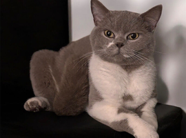 bristish shorthair mix kittens
