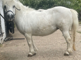 Registered Shetland mare