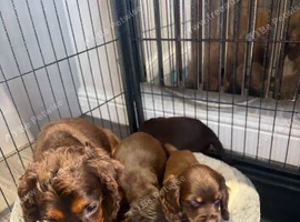 Cocker spaniel puppy&rsquo;s