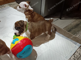 Staffy x Terrier