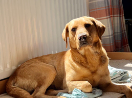 Bindi - Beautiful Red Labrador