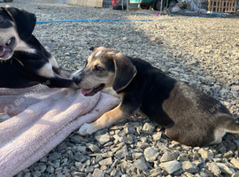 Beagle x labs ready now