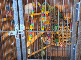 2 Young Budgies