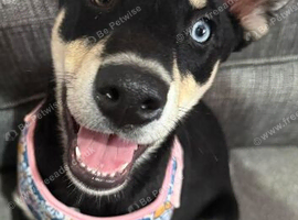 Huskita for rehome