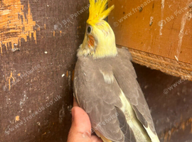 Cockatiles