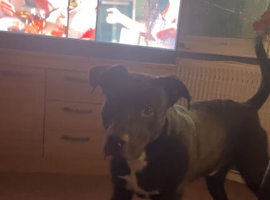 Mix breed Labrador- large dog 2 1/2 years ild