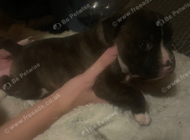 Chunky male pup