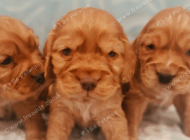 Show type spaniels kc