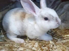 Mini Rex babies