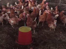Hens