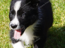 Top Quality Border Collie Pups
