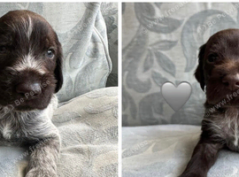 Kc reg german wirehaired pointer puppies for sale