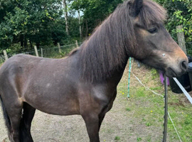 FOR PERMANENT COMPANION LOAN mare 12hh