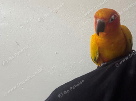 Sun Conure Tamed with cage
