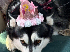 Adorable Siberian Huskies