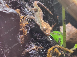 Mourning Geckos x5 ( Juveniles)