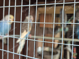 Young budgies available