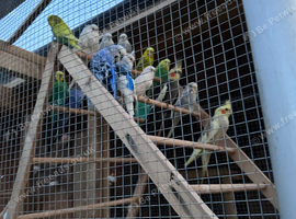 Budgies and cocktails