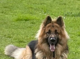 German Shepherd straight back long haired stud dog
