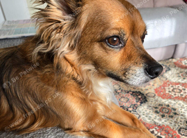 Beautifull, loving dog,