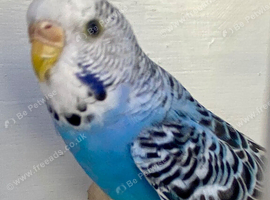 2026 young hen budgie