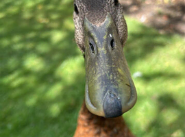 2x Ancona x Indian runner  1x runner duck