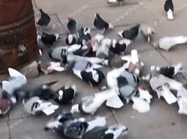 32 roller pigeons in Blackburn