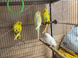 Birds for sale