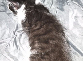 Tabby kitten and black and white kitten