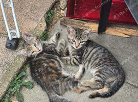 Mixed breed kittens