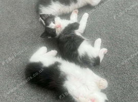 Beautiful kittens