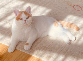 British shorthair