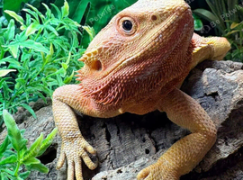 Adult Female Hypo Red Citrus Bearded Dragon at Birmingham Reptiles