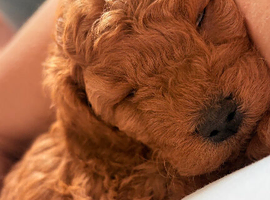 Cavapoo puppies