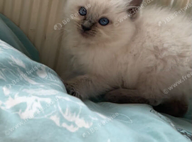 Blue eyed ragdoll kittens 1 girl 1 boy left
