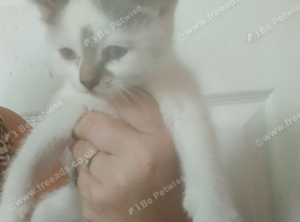 Gorgeous kittens