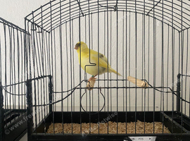 2026 fife variegated canary
