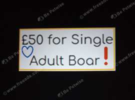 &pound;50 for Single Adult Boar