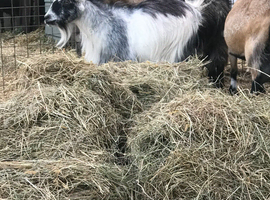 3 nanny pygmy goats