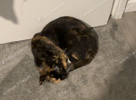 Nala