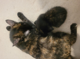 2 cute female kittens for sale