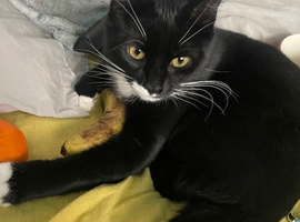 Moggy cat mixed