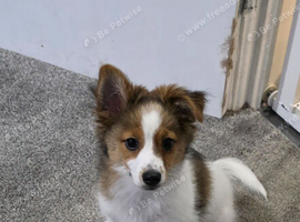Jack Russell cross pomeranian