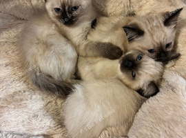 Ragdoll cross kittens
